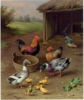 unknow artist poultry  147 Norge oil painting art